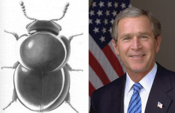 "Her er billen som er oppkalt etter George W. Bush, slimsoppbillen Agathidium bushi. Ikke enkelt å skue noen åpenbare likhetstrekk. Tegning: Frances Fawcett, Cornell University, Ithaca, NY. Foto ved Eric Draper, The White House." "Her er billen som er oppkalt etter George W. Bush, slimsoppbillen Agathidium bushi. Ikke enkelt å skue noen åpenbare likhetstrekk. Tegning: Frances Fawcett, Cornell University, Ithaca, NY. Foto ved Eric Draper, The White House."