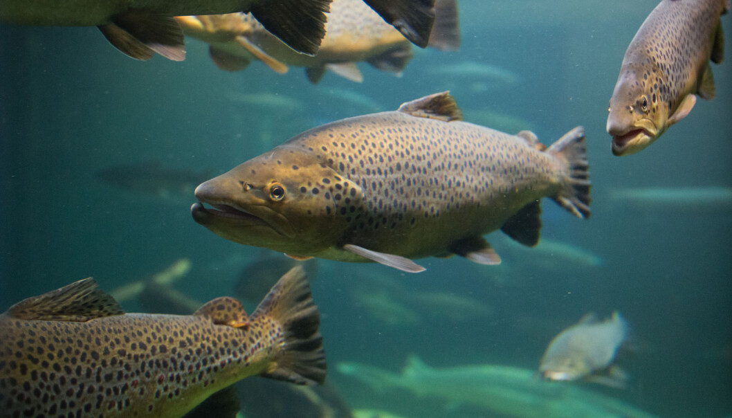 Med kunnskap får folk også naturligvis mer empati for fisken når de vet hvilke behov den har og hva den er i stand til å føle, sier forsker Kristine Gismervik. Med kunnskap får folk også naturligvis mer empati for fisken når de vet hvilke behov den har og hva den er i stand til å føle, sier forsker Kristine Gismervik.