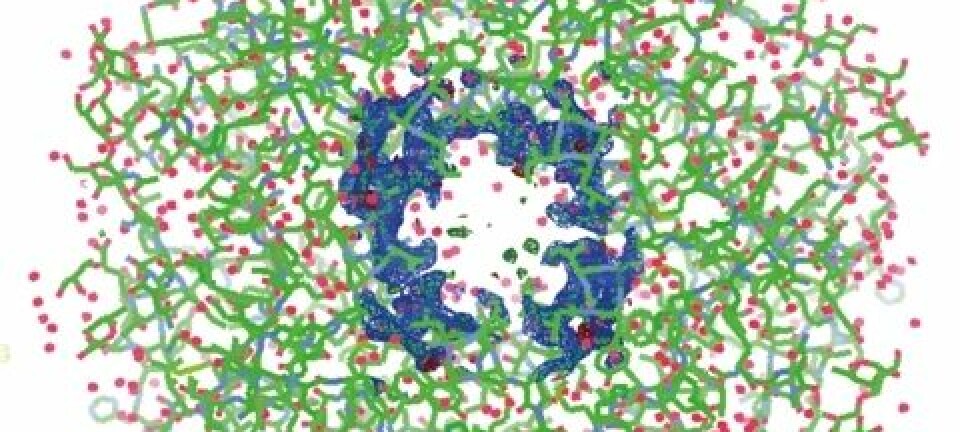 Molekylstrukturen av et koleratoksin: De grønne strekene er koblingen mellom karboner. De blå prikkene er nitrogen, mens de røde prikkene er vannmolekyler. Eller for å være enda mer presis: Et vannmolekyl består av to hydrogenatomer og ett oksygenatom. Med den oppløsningen de bruker, er det ikke mulig å se hydrogenatomene med røntgen. De røde prikkene er derfor oksygenatomer. Julie Heggelund/UiO