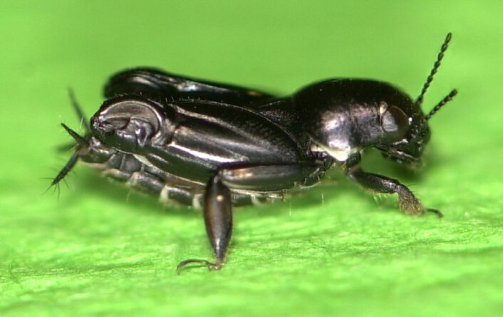 Xya capensis er en jordsiriss og i slekt med gresshopper. Den kan hoppe nesten like høyt til vanns som til lands. (Foto: Burrows et al. Current Biology 2012) Xya capensis er en jordsiriss og i slekt med gresshopper. Den kan hoppe nesten like høyt til vanns som til lands. (Foto: Burrows et al. Current Biology 2012)