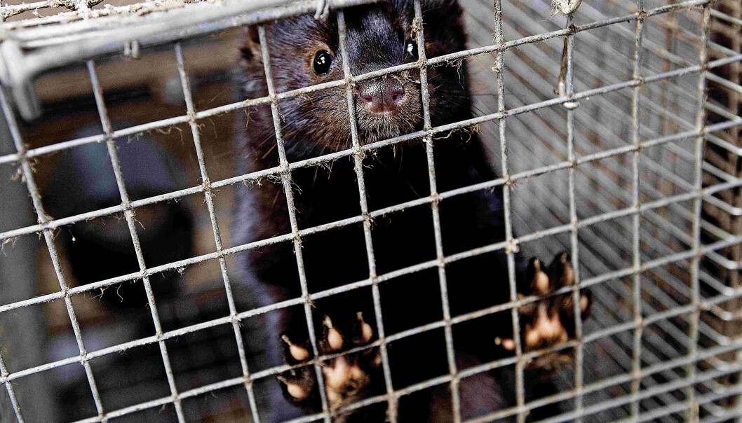 I Danmark har flere hundre tusen mink blitt avlivet for å unngå en mutert versjon av koronaviruset. I Danmark har flere hundre tusen mink blitt avlivet for å unngå en mutert versjon av koronaviruset.