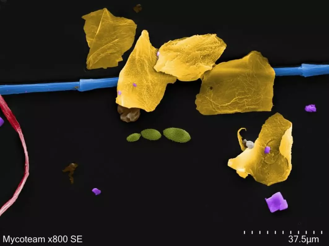 Dette bildet av husstøv er forstørret 800 ganger og viser fragmenter av hudceller (gult), dun fra ei boblejakke (blå), en bomullsfiber som er cirka 0,007 millimeter på det tykkeste (rød), soppsporer (grønne) og saltkrystaller (lilla).