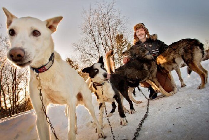 Hundeløp er ofte et helvete for deltakerne. Likevel opplever de en lykkefølelse, som gjør at de deltar år etter år. (Foto: Scanpix, Øyvind Nordahl Næss) Hundeløp er ofte et helvete for deltakerne. Likevel opplever de en lykkefølelse, som gjør at de deltar år etter år. (Foto: Scanpix, Øyvind Nordahl Næss)