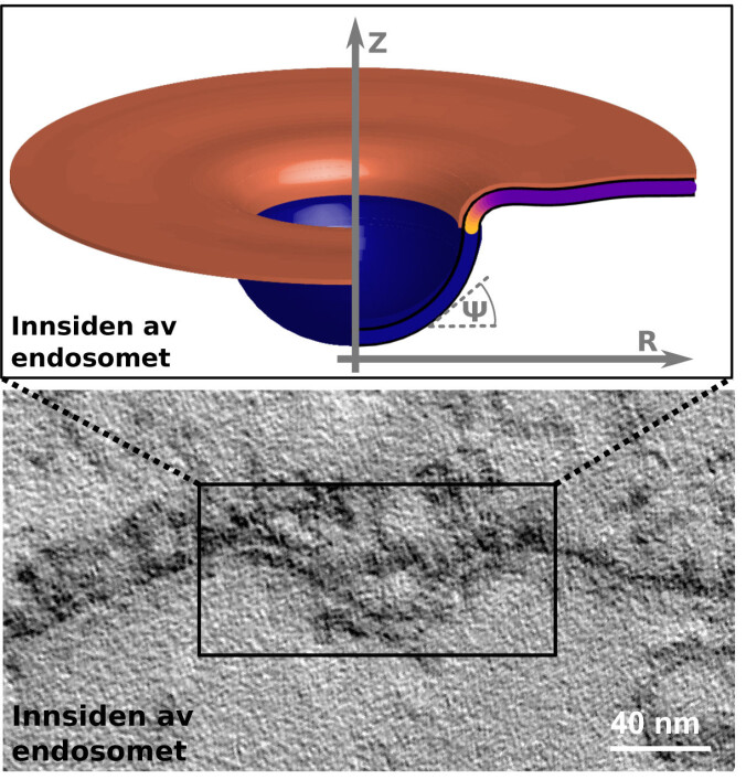 Det øverste bildet viser en matematisk modell av en membran som folder seg innover, mens det nederste bildet er et tilsvarende elektronmikroskop-fotografi av en reell membran. Gulfargen i modellen representerer protein-komplekser som trenger seg sammen rundt det stedet som skal bli til en vesikkel. Det øverste bildet viser en matematisk modell av en membran som folder seg innover, mens det nederste bildet er et tilsvarende elektronmikroskop-fotografi av en reell membran. Gulfargen i modellen representerer protein-komplekser som trenger seg sammen rundt det stedet som skal bli til en vesikkel.