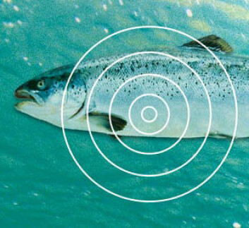 "Fiskebiologer og teknologer jobber sammen for å finne mer ut om hvor laksen beveger seg og hva den gjør når den ute i havet. Ill: NTNU Info/Kolbjørn Skarpnes" "Fiskebiologer og teknologer jobber sammen for å finne mer ut om hvor laksen beveger seg og hva den gjør når den ute i havet. Ill: NTNU Info/Kolbjørn Skarpnes"