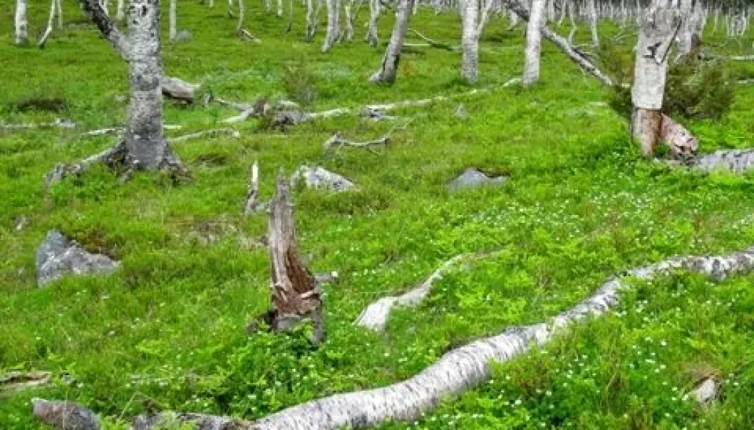 Mye lauv i Troms – men grana er på vei