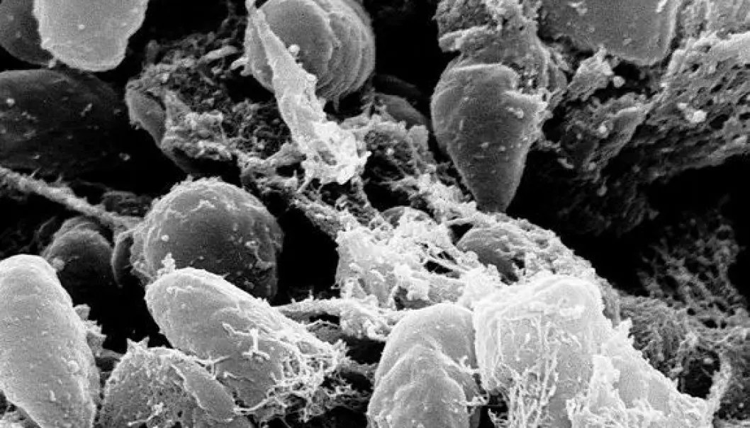 Pestbakterien bak tidlig skrekkpandemi