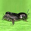 insekt-hopper-p-vannet