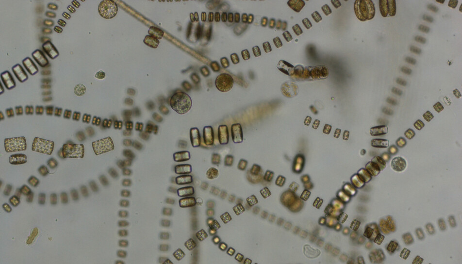 Planteplankton består hovedsakelig av encellede, mikroskopiske alger. Bildet viser hovedsaklig kiselalger i Barentshavet.