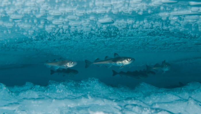 Fisk som trenger is og kulde, som polartorsken, har endret adferd. Varmere klima gjør at det blir færre av disse. Fisk som trenger is og kulde, som polartorsken, har endret adferd. Varmere klima gjør at det blir færre av disse.