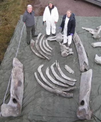Forskerne Richard Sabin, Thomas Dahlgren og Cecilia Anderung med knoklene fra E6-hvalen, eller skeevalen, som den heter hos svenskene. (Foto: Adrian Glover)