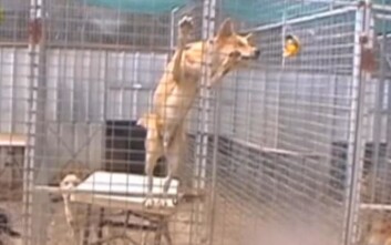 Dingo bruker bord som verktøy for å nå godbit (Foto: skjermdump, New Scientist/Behavioural Processes) Dingo bruker bord som verktøy for å nå godbit (Foto: skjermdump, New Scientist/Behavioural Processes)