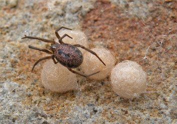 En hunn av edderkoppen Enoplognatha serratosignata (5-6 mm) under en stein i Vågå. En hunn kan produsere 6-7 eggballer, hver med 30-50 egg. Hun vokter på ballene til ungene klekkes og er neppe å spøke med. Selv store biller og maur må gi tapt for hennes sylskarpe kjever og effektive gift. Så tilhører hun da også samme familie som "Den sorte enke". Foto: (Foto: Arne Fjellberg)