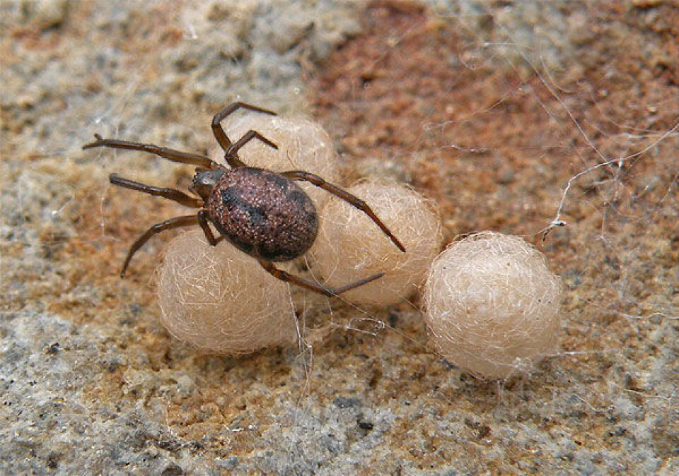 En hunn av edderkoppen Enoplognatha serratosignata (5-6 mm) under en stein i Vågå. En hunn kan produsere 6-7 eggballer, hver med 30-50 egg. Hun vokter på ballene til ungene klekkes og er neppe å spøke med. Selv store biller og maur må gi tapt for hennes sylskarpe kjever og effektive gift. Så tilhører hun da også samme familie som 'Den sorte enke'. Foto: (Foto: Arne Fjellberg)