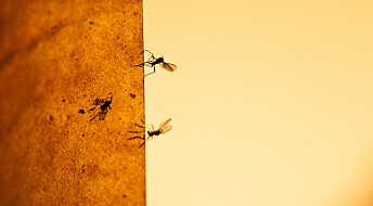 Dette kan du gjøre når en hær av mygg tar over hjemmet