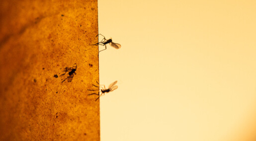 Dette kan du gjøre når en hær av mygg tar over hjemmet