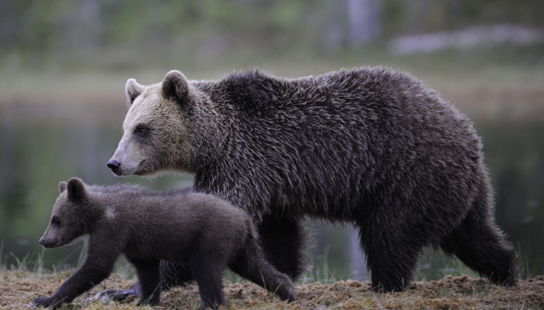 Brown bear. Brown bear.
