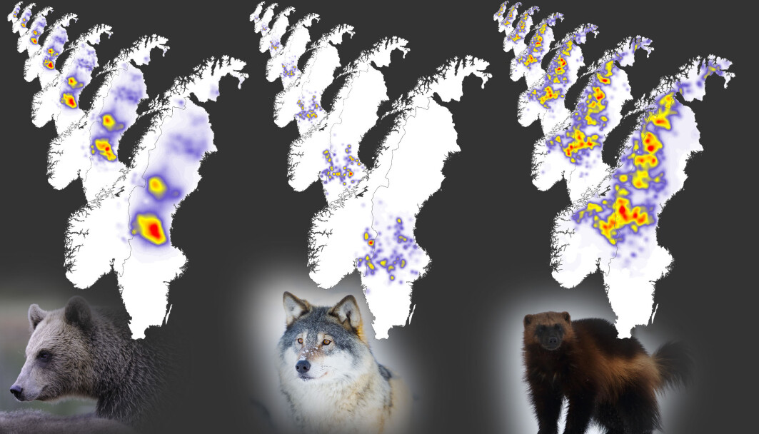 Annual maps of population densities of brown bears, grey wolves, and wolverines in Scandinavia from 2012 to 2018. Annual maps of population densities of brown bears, grey wolves, and wolverines in Scandinavia from 2012 to 2018.