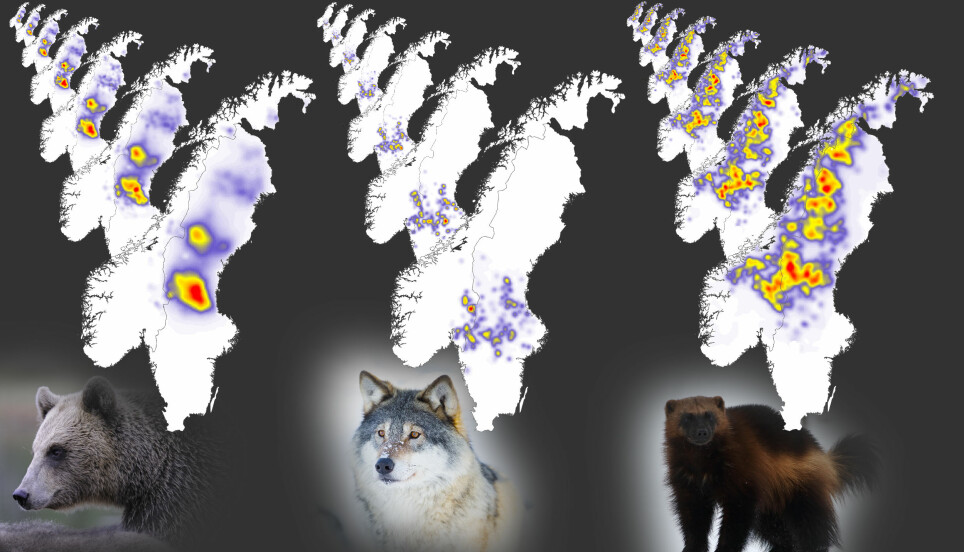 Annual maps of population densities of brown bears, grey wolves, and wolverines in Scandinavia from 2012 to 2018.