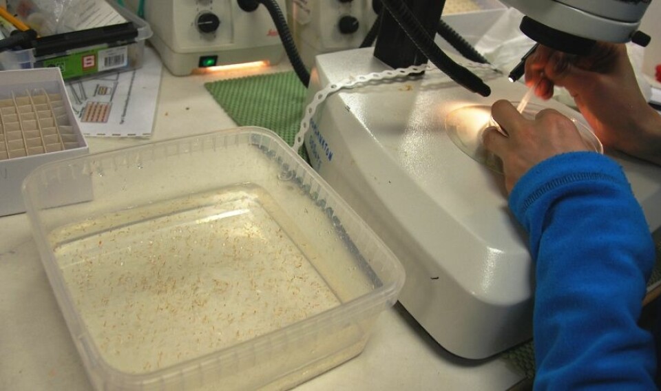 En isboks full av raudåte står klar til sortering. Med vante hender og mikroskop plukker forskerne ut voksne hunner til eggleggingsforsøk. (Foto: Hanne Østli Jakobsen)