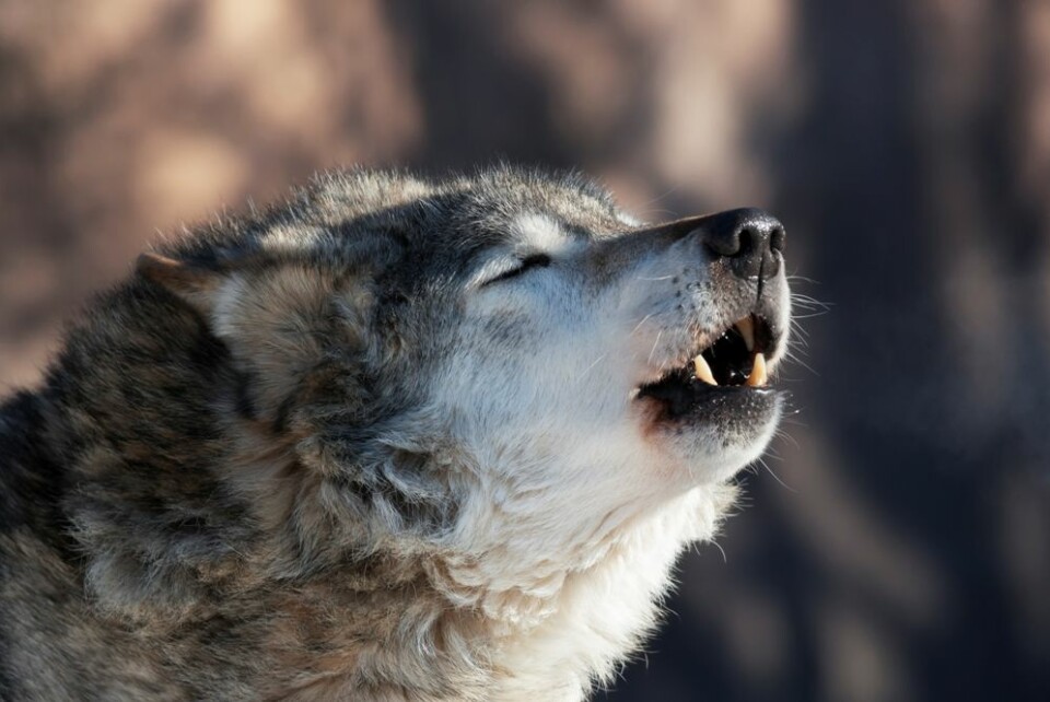 Med kontroversar og mykje mediemerksemd på 1980-talet oppstod ulvepsykosen i Noreg. (Foto: Colourbox)