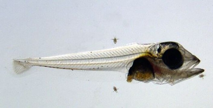 Ni dager gammel har denne tunfisk-yngelelen blitt drøyt 7 millimeter lang. Rundt den i oppdrettskummen ses yngelens levende babymat – oppdyrkede små krepsdyr som den vesle fisken også har stappet mange av i magen (oransje del av kroppen). (Foto: SINTEF / Jan Ove Evjemo) Ni dager gammel har denne tunfisk-yngelelen blitt drøyt 7 millimeter lang. Rundt den i oppdrettskummen ses yngelens levende babymat – oppdyrkede små krepsdyr som den vesle fisken også har stappet mange av i magen (oransje del av kroppen). (Foto: SINTEF / Jan Ove Evjemo)