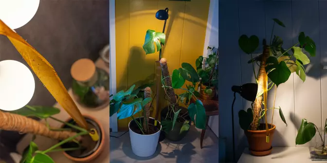 Tips: Heng opp limfeller over plantene og sett på lys om kvelden. Hærmyggene tiltrekkes av lyset og går dermed lettere i fella.
