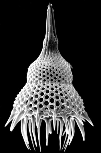 Encellete parasitter er fem tusendels millimeter store. En del gjemmer seg i små plankton som kalles radiolarier. (Foto: NHM/UiO) Encellete parasitter er fem tusendels millimeter store. En del gjemmer seg i små plankton som kalles radiolarier. (Foto: NHM/UiO)