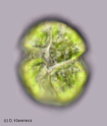 Dinoflagellaten Lepidodinium chlorophorum. (Foto: Dag Klaveness) Dinoflagellaten Lepidodinium chlorophorum. (Foto: Dag Klaveness)