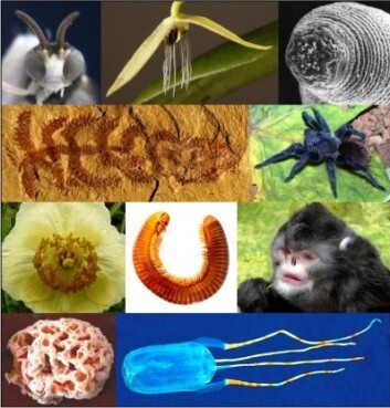 (Foto: (Montasje: Sara Pennak/International Institute for Species Exploration/Arizona State University)) (Foto: (Montasje: Sara Pennak/International Institute for Species Exploration/Arizona State University))