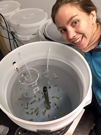 For å simulere fare for rovdyr, hadde marinbiolog Kristina Øie Kvile rognkjeks-yngel i en egen tank og fôret dem med raudåte. Vann fra denne tanken ble filtrert og pumpet inn i de tankene der raudåte ble utsatt for fiskelukt. For å simulere fare for rovdyr, hadde marinbiolog Kristina Øie Kvile rognkjeks-yngel i en egen tank og fôret dem med raudåte. Vann fra denne tanken ble filtrert og pumpet inn i de tankene der raudåte ble utsatt for fiskelukt.