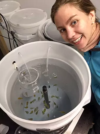 For å simulere fare for rovdyr, hadde marinbiolog Kristina Øie Kvile rognkjeks-yngel i en egen tank og fôret dem med raudåte. Vann fra denne tanken ble filtrert og pumpet inn i de tankene der raudåte ble utsatt for fiskelukt.