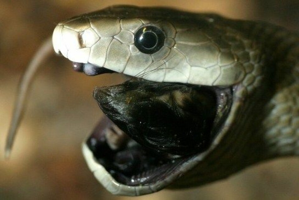 Verdens raskeste slange kan nå kanskje føye 'verdens beste produsent av smertestillende stoffer' til skrytelista. (Foto: Tad Arensmeier / Wikimedia Commons)