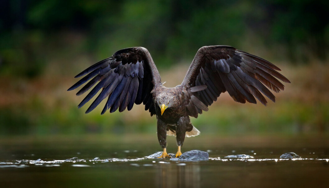 Naturindeksen er basert på data om hvordan det går med mange forskjellige arter. Det gir en pekepinn på hvordan det står til med naturmangfoldet i sju hovedøkosystemer. Naturindeksen er basert på data om hvordan det går med mange forskjellige arter. Det gir en pekepinn på hvordan det står til med naturmangfoldet i sju hovedøkosystemer.