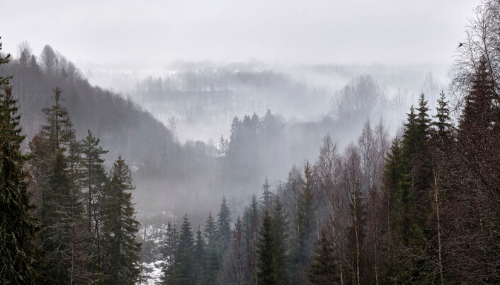 Mer rogn, osp og selje i skogen er blant det som trekker indeksen opp for de siste fem årene. Mer rogn, osp og selje i skogen er blant det som trekker indeksen opp for de siste fem årene.