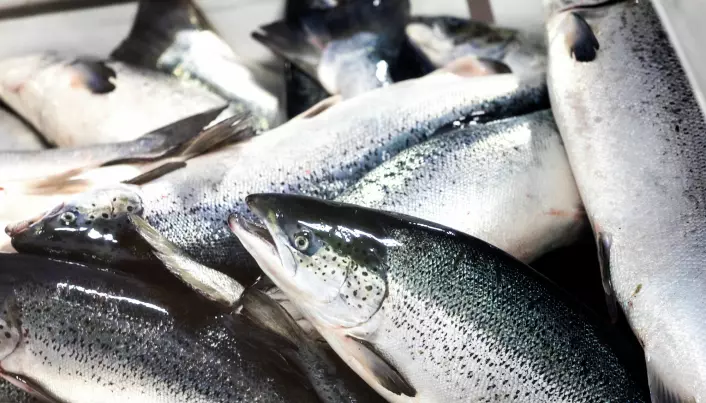 "Perhaps some people will think that fish produced in RAS facilities result in inferior products, but that really is not the case", Mota assures. "The fish is a premium product even though it has been in a RAS all its life.”