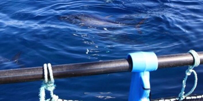 Denne tunfisken veier 200 kilo og er blant stamfisken som har gitt det norske selskapet Fortuna Mare rogn til å starte opp industrielt oppdrett av tunfisk i Spania. (Foto: Jan Ove Evjemo) Denne tunfisken veier 200 kilo og er blant stamfisken som har gitt det norske selskapet Fortuna Mare rogn til å starte opp industrielt oppdrett av tunfisk i Spania. (Foto: Jan Ove Evjemo)