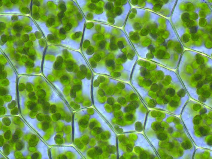 Kloroplaster inne i cellene til en plante. (Foto: Kristian Peters/Wikimedia Commons) Kloroplaster inne i cellene til en plante. (Foto: Kristian Peters/Wikimedia Commons)