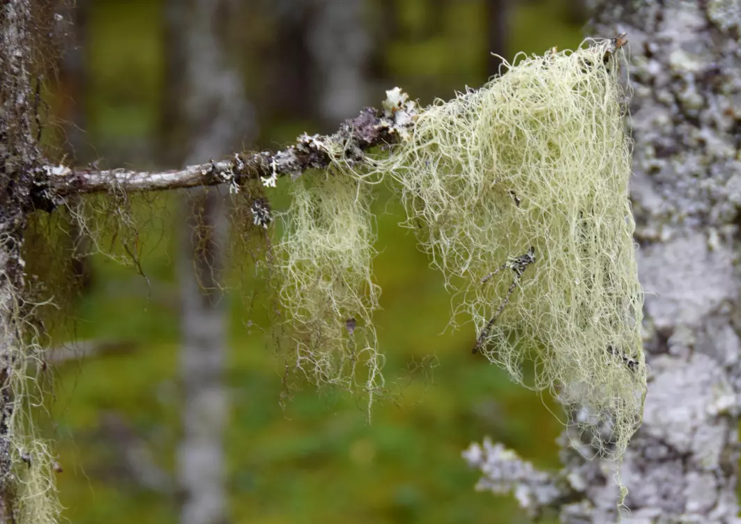 Gubbeskjegget (Alectoria sarmentosa) er en nær trua art i Norge. Den gode nyheten er at den vil klare seg godt i skogen til tross for klimaendringer.
