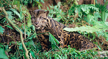 Borneos leopard er egen art