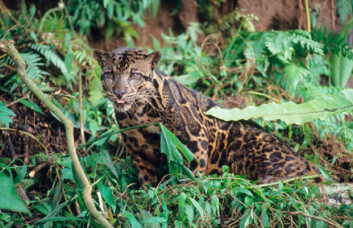 "Leoparden på Borneo (neofelis diardi). Dette bildet er tatt på den indonesiske delen av øya. Foto: WWF-Canon/Alain Compost." "Leoparden på Borneo (neofelis diardi). Dette bildet er tatt på den indonesiske delen av øya. Foto: WWF-Canon/Alain Compost."