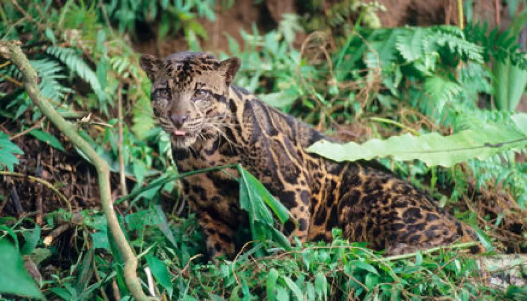 Borneos leopard er egen art