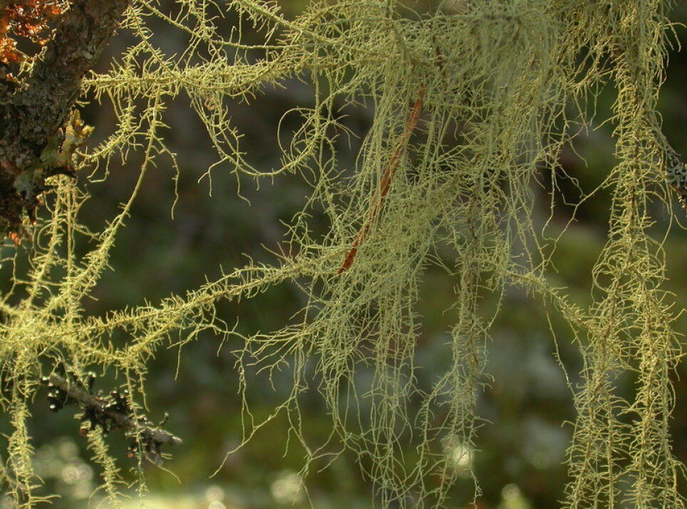 Flokestry (Usnea dasopoga) klarer seg også godt i våtere vær.