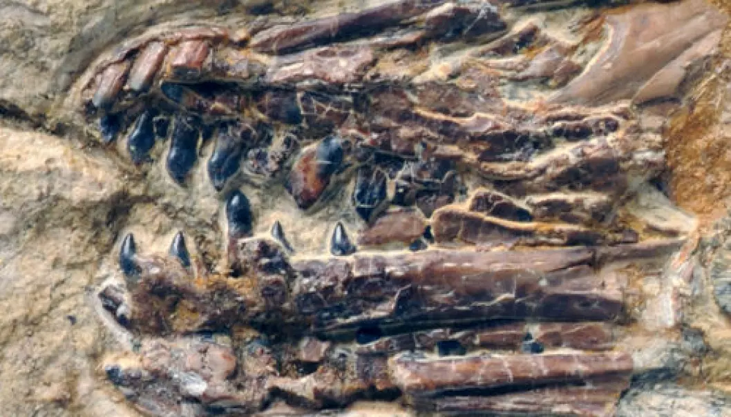 Fossil fugl med tøff tanngard