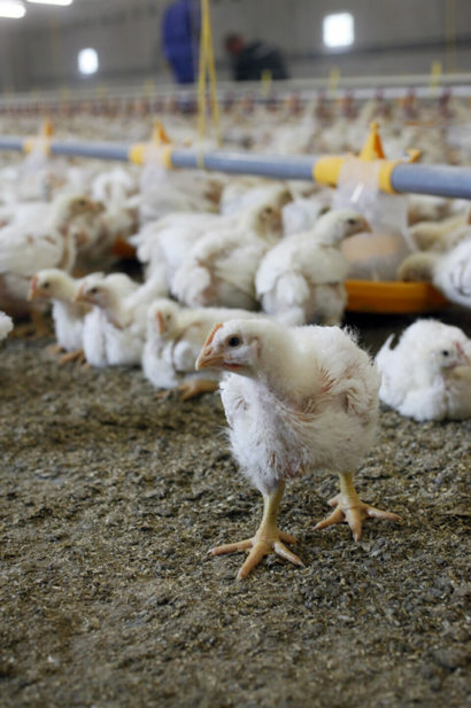 Kylling som spiser helt korn, får en større og mer velutviklet krås. (Foto: Grethe Ringdal, Animalia)