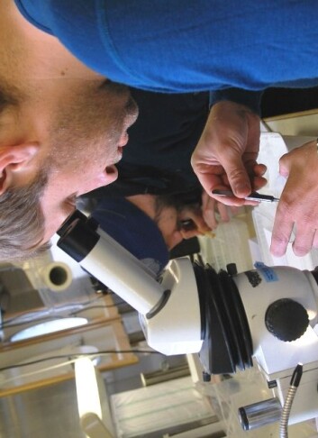 Espen Strand og kollegene i dyreplanktonlaboratoriet skal pirke ut nok prøver av petrieskåler de neste tre ukene. (Foto: Hanne Østli Jakobsen) Espen Strand og kollegene i dyreplanktonlaboratoriet skal pirke ut nok prøver av petrieskåler de neste tre ukene. (Foto: Hanne Østli Jakobsen)