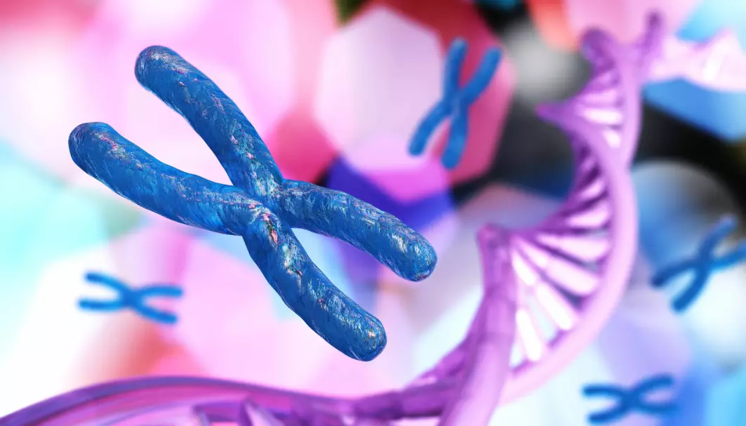 Denne illustrasjonen viser et kromosom, slik mange har lært at det ser ut. Litt som et par pølser limt sammen til en X. Forskere fra Harvard University mener det ser langt mer komplekst ut i virkeligheten.