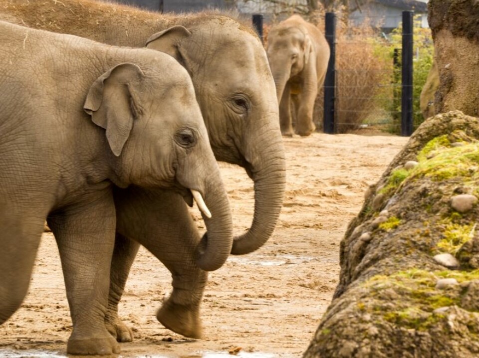 'Konspirasjon på gang? Forskerne begynner å lære mer om den asiatiske elefanten. Foto:' (Foto: Colourbox)
