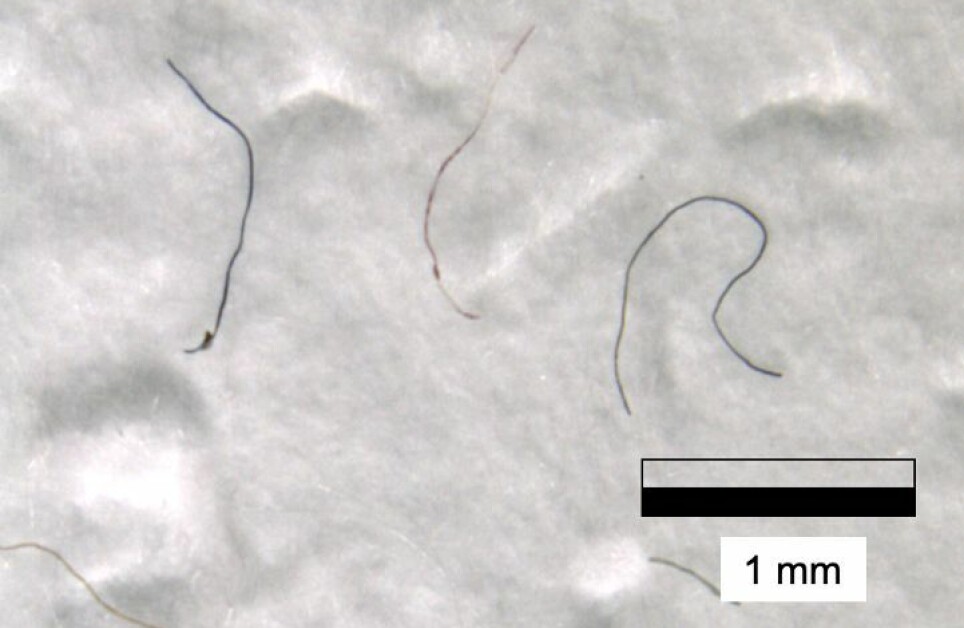 Disse ørsmå plasttrådene bla funnet i prøvene fra Balkongen, nesten på toppen av Mount Everest. Forskerne tror de stammer fra klærne til fjellklatrerne.