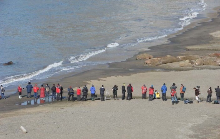 Hvalrosser er populært skue for turister på Svalbard. Nå undersøker forskere om dyrene blir påvirket av turismen. (Foto: Kit M. Kovacs & Christian Lydersen / Norsk Polarinstitutt) Hvalrosser er populært skue for turister på Svalbard. Nå undersøker forskere om dyrene blir påvirket av turismen. (Foto: Kit M. Kovacs & Christian Lydersen / Norsk Polarinstitutt)